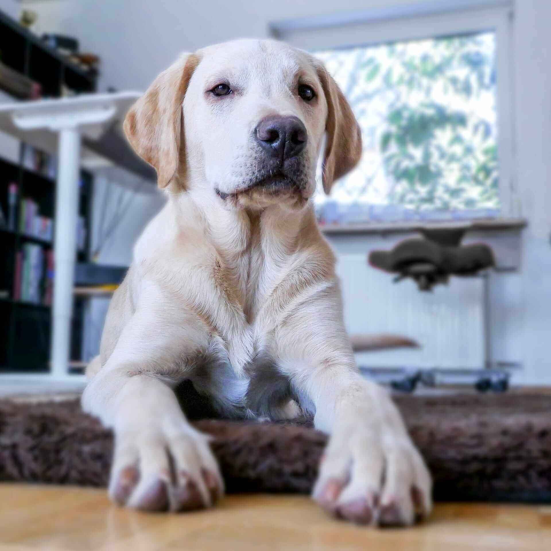 Pet stain